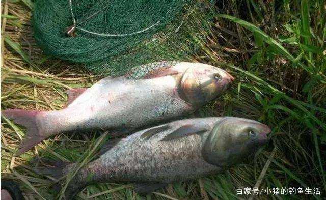 钓鱼人，为什么夏天容易钓鲢鳙？怎么钓？