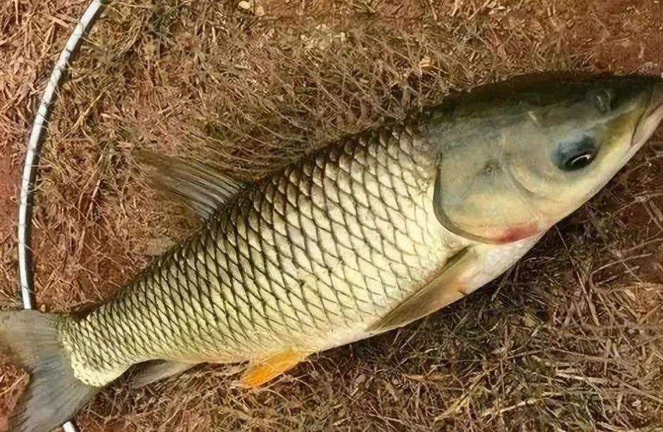 草鱼最喜欢吃的不是草！而是屎？这就是发酵鲢鳙饵常钓到草鱼的原因