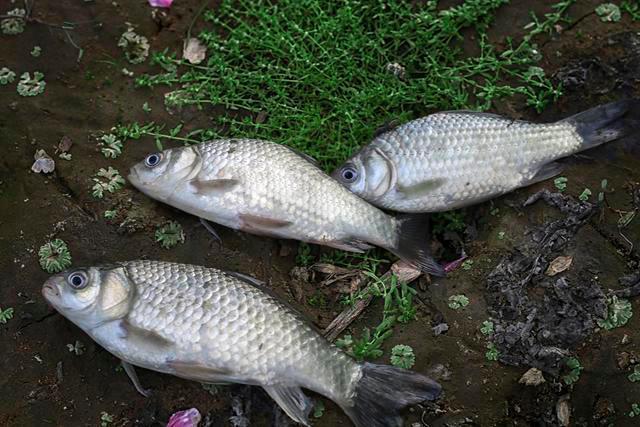 被称为钓黑鱼最正统的钓法，垂钓时鱼获多多，但是却被大骂缺德
