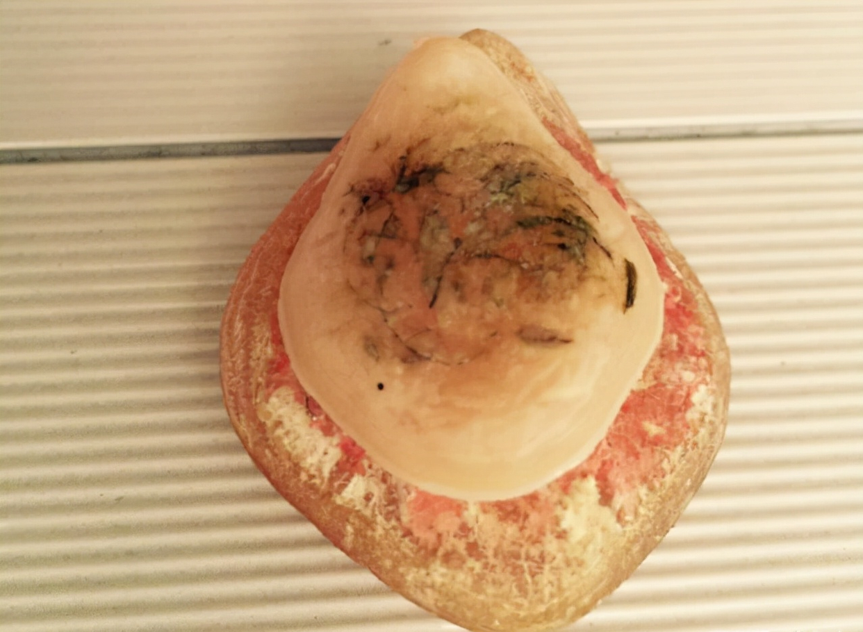 青鱼被钓上来，千万别忘记了青鱼石，这样处理一下，价值也挺高