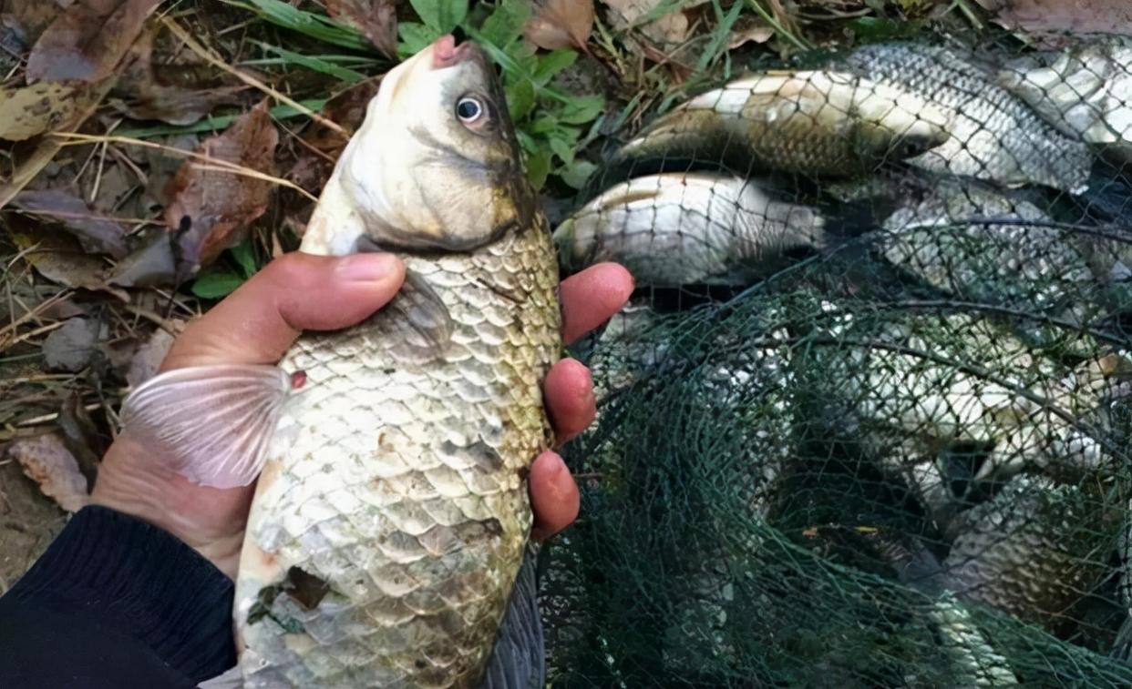 冬季不好钓鱼？那是因为你没有找对目标鱼