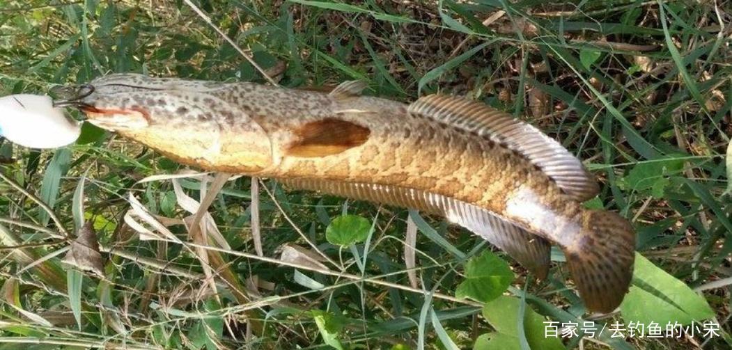 钓获凶猛的黑鱼，掌握好钓点和一些垂钓技巧，这样并不困难