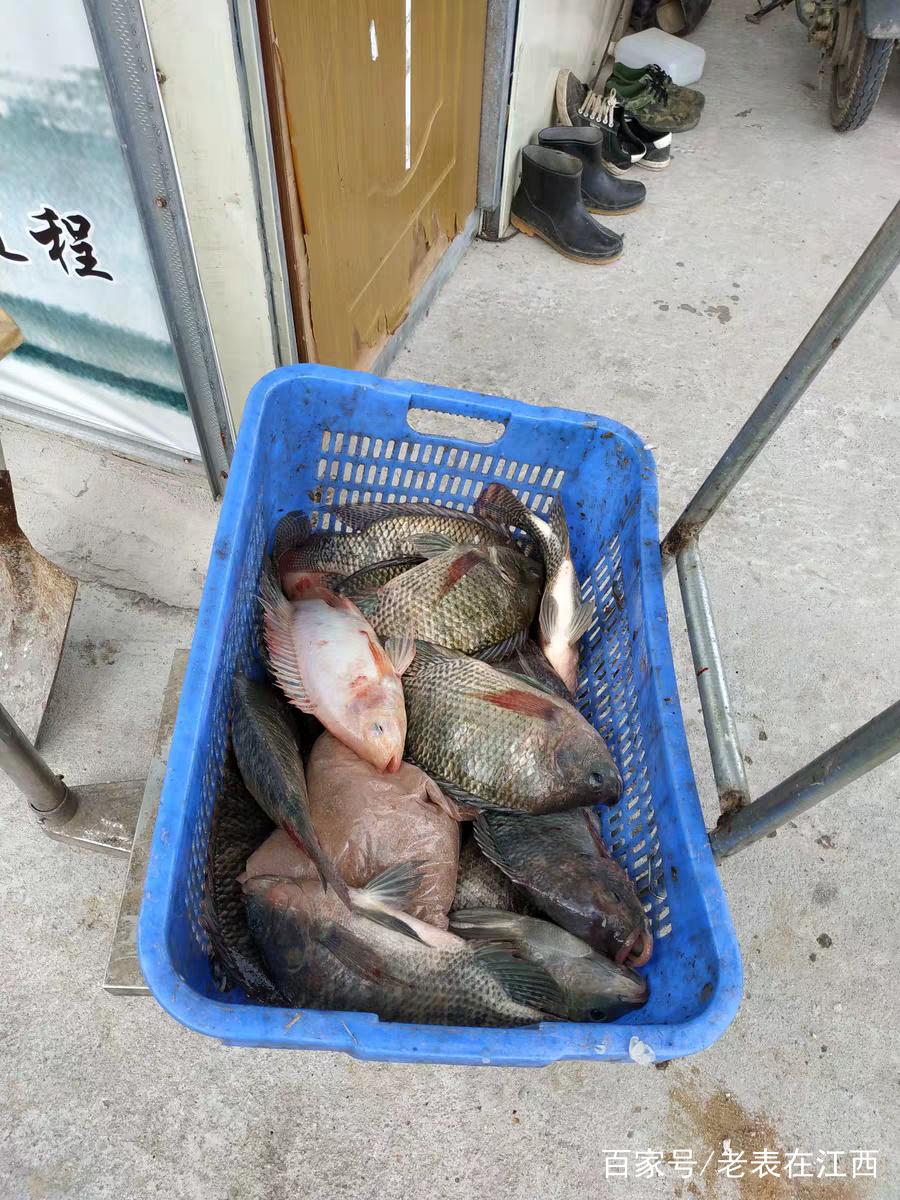 钓大罗非方法（野钓黑坑）