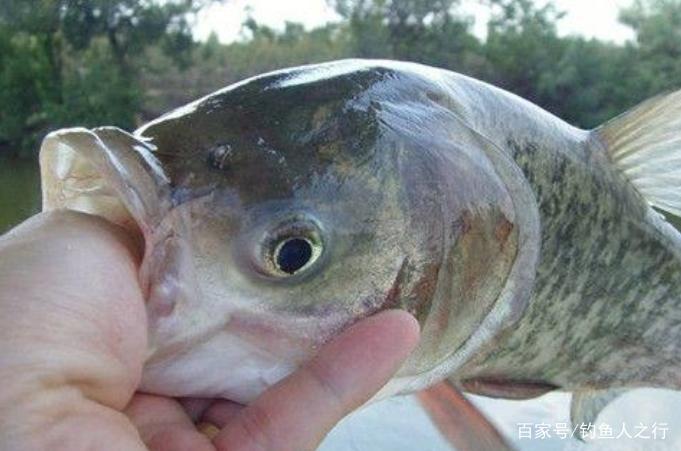 鲢鳙鱼难钓到怀疑人生？无意间透露这钓法“精髓”，别泄漏出去