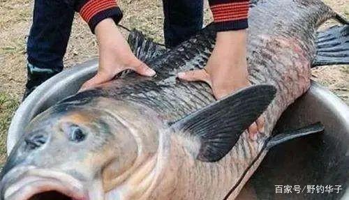 钓青鱼的3大技巧，爆护都是小意思！