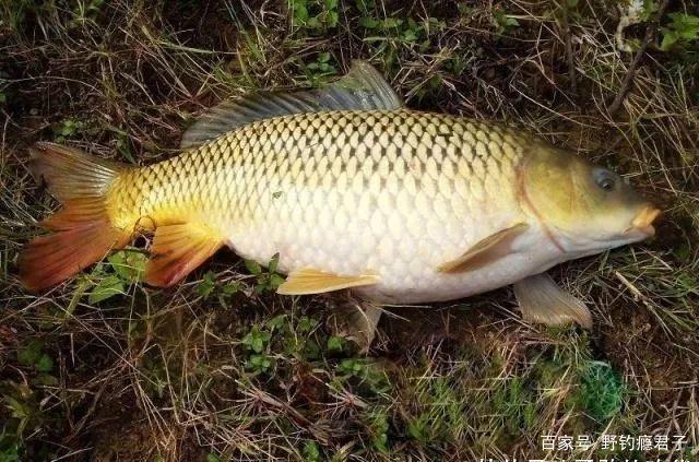 我们在野钓如何作钓鲤鱼