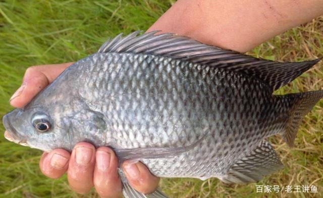 夏季垂钓罗非鱼时，出钓前掌握这些知识，对提升收获帮助很大