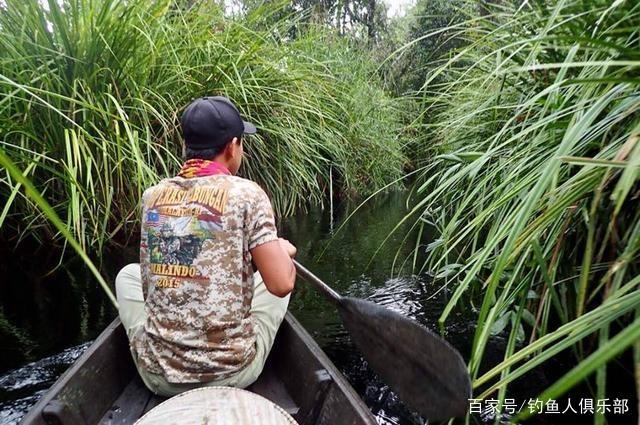 中国路亚钓鱼人远征苏门答腊，前去消灭泛滥成灾的金线多曼鱼