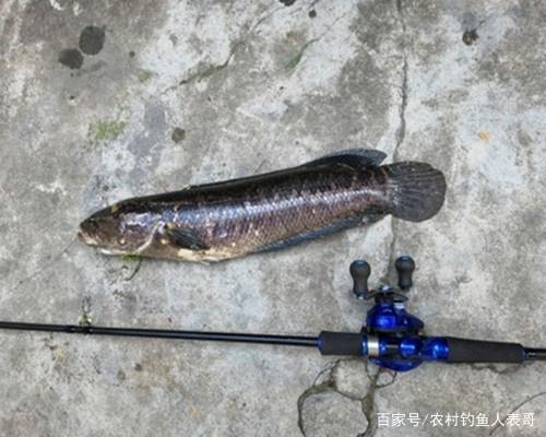 新手路亚钓黑鱼必学这四招，解析路亚钓黑鱼的四大入门技巧