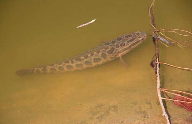 垂钓黑鱼：秋季的黑鱼好吃不好钓，钓黑鱼的5个小技巧