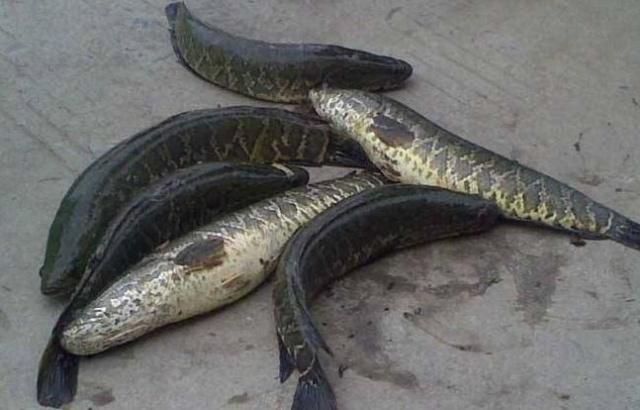 想要“打黑”？学会这些技巧，垂钓黑鱼很简单！