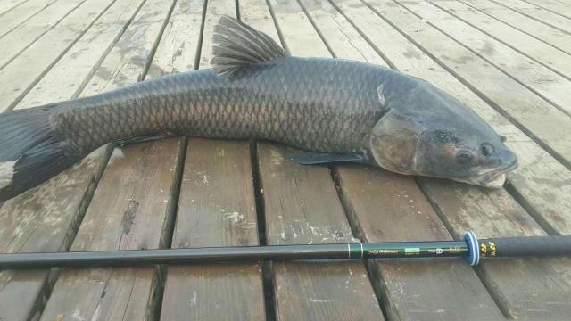 野生青鱼钓法详解，轻松钓获大青鱼