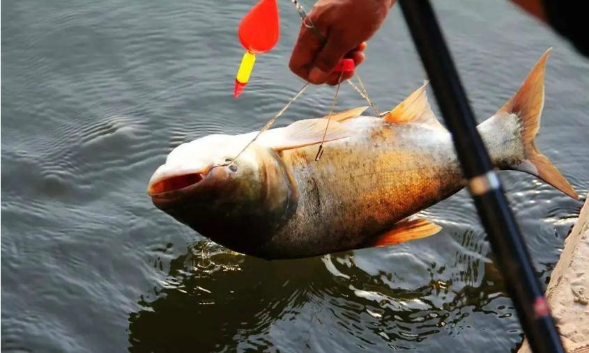 钓鲢鳙用什么钩比较好