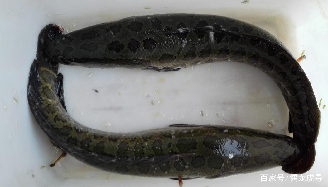 夏季黑鱼应该怎么钓？学会这些小技巧，让你轻松钓获！