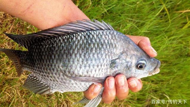 钓罗非如何“避小鱼钓大鱼”？看看这几招有用没