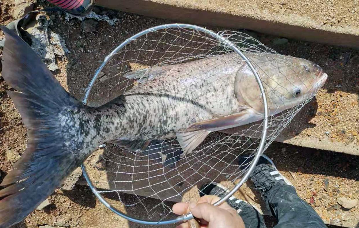 鲢鳙新钓法，用上这几个“绝招”，每次拉到爽！