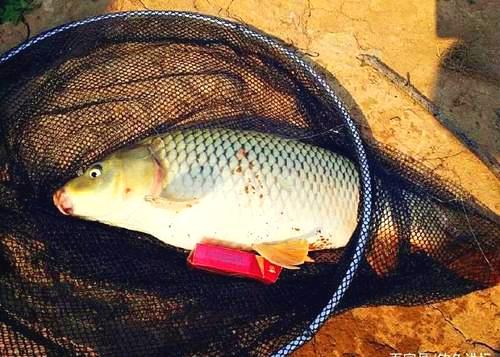 野钓鲤鱼，一定要遵循鲤鱼的习性才能有口必中鱼