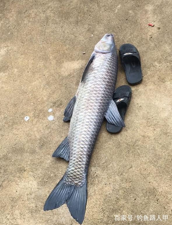 水库的大青鱼很难钓？用上老钓友的这4招，青鱼就特别好钓了