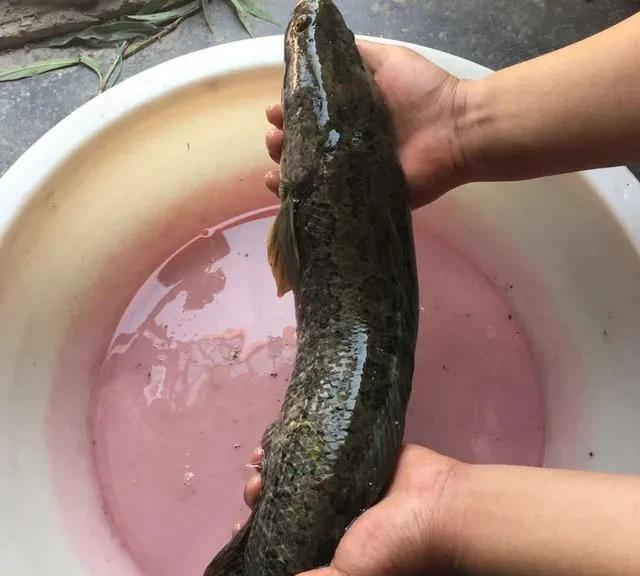 钓黑鱼时晚上下钩，早上收，用什么诱饵比较好？