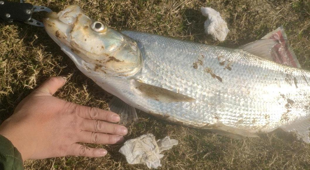 广东一男子钓获米翘，找旁边路亚钓友借控鱼器，网友：不怕挨打？