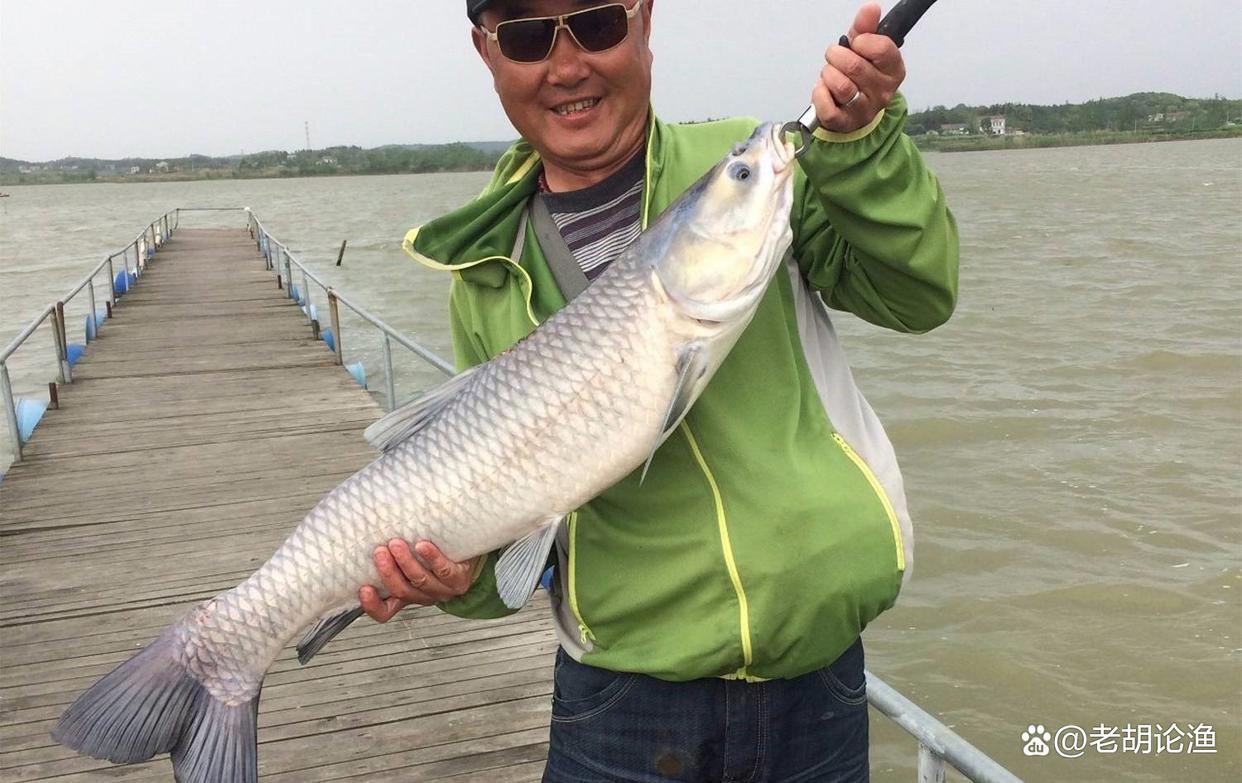 守钓青鱼难度大？灵活运用这2个技巧，让你翻身当大佬