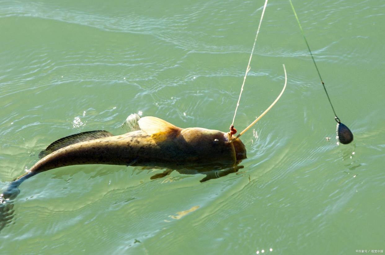 手竿怎么钓黑鱼最有效？