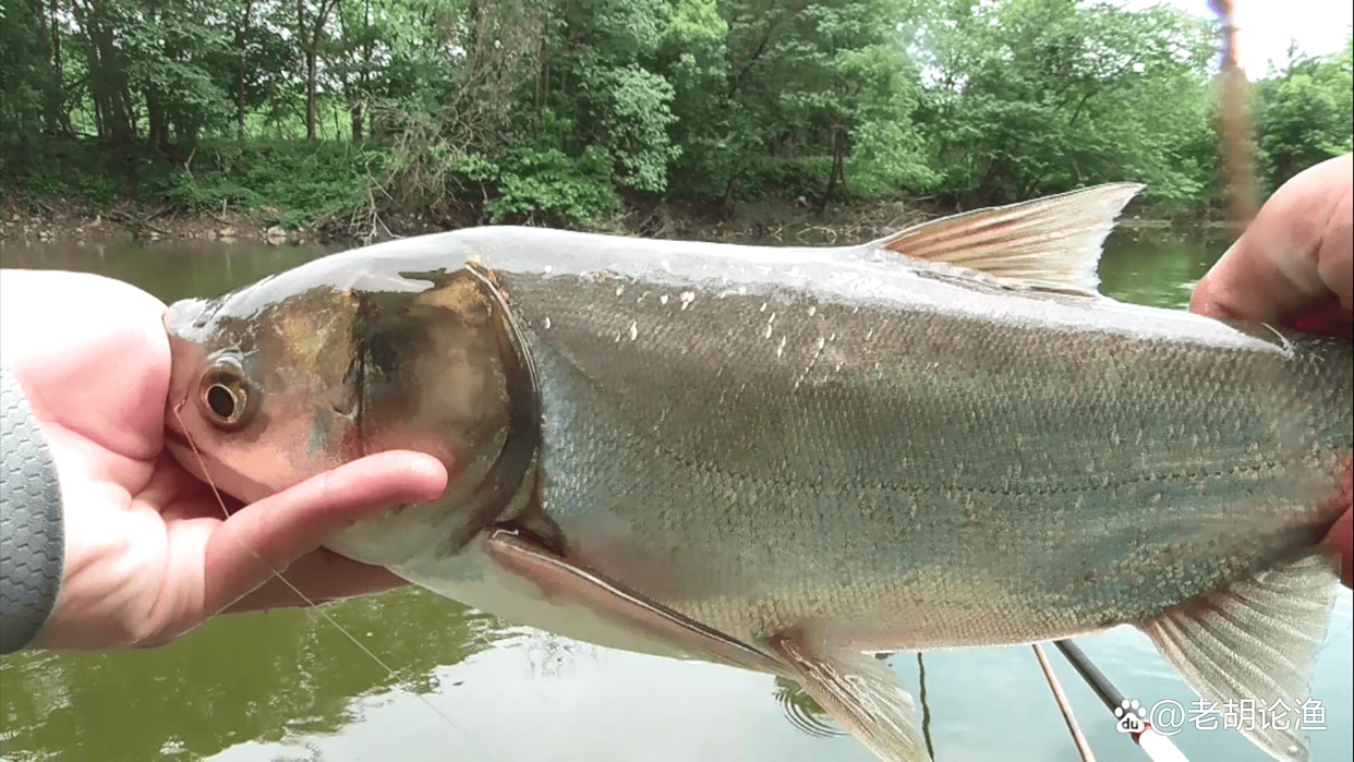 深秋钓鲢鳙，掌握并灵活运用这6大要领，狂拉大物不再是梦