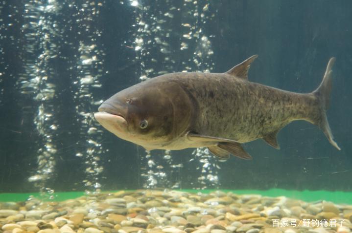 鲢鳙想要钓的爽，这些技巧需知道