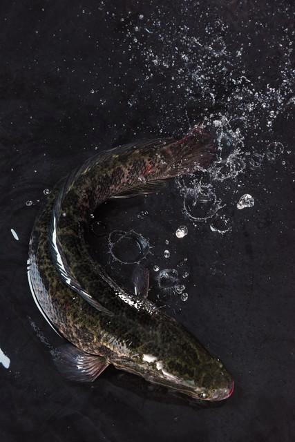 钓“黑鱼”经验和技巧，科学的饵料自制方法