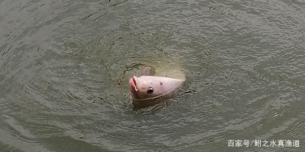 “钓黑坑罗非”想上岸，做好这些就够了！新手老手必看！