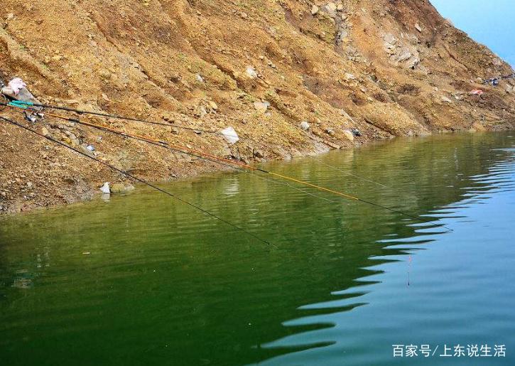 夏季野外垂钓罗非鱼，这些知识你需要知道，让你一钓一个准