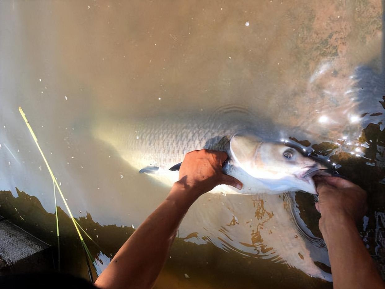 钓友的求助：挂螺蛳钓大青鱼，为什么非常多的黑漂却提竿没鱼？