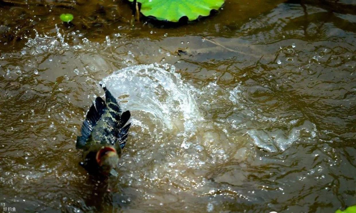 悄悄告诉你，黑鱼用使用这样的方法垂钓，让你轻松鱼获！