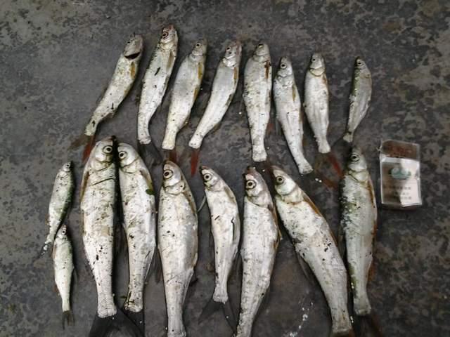 冬天除了鲫鱼和小鱼还能钓其他鱼吗？可以，但钓法非主流