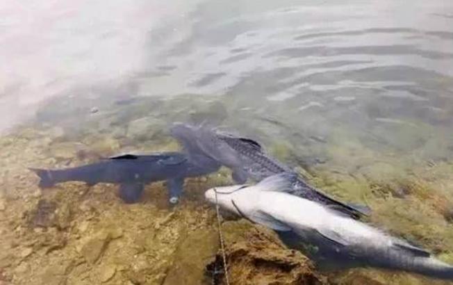 钓青鱼用什么饵料最好?青鱼怎么钓？