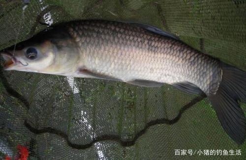 夏天钓青鱼，要注意这几点