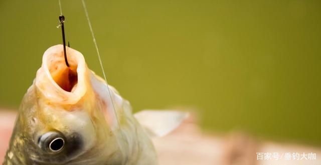 “小鳊鱼”鳑鲏很好钓？没有精准的调整改变，钓它十竿九空