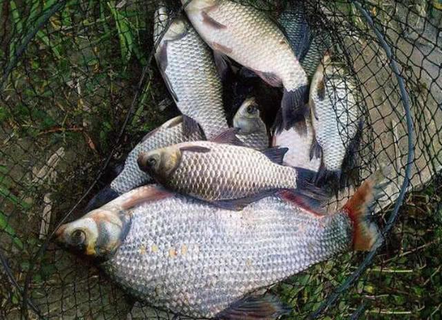 肉质细嫩鲜美的鱼中上品鳊鱼，该如何垂钓？