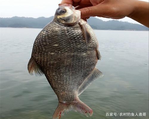 夏季野钓做好这五点，水库总能上鳊鱼，解析夏季水库野钓鳊鱼技巧