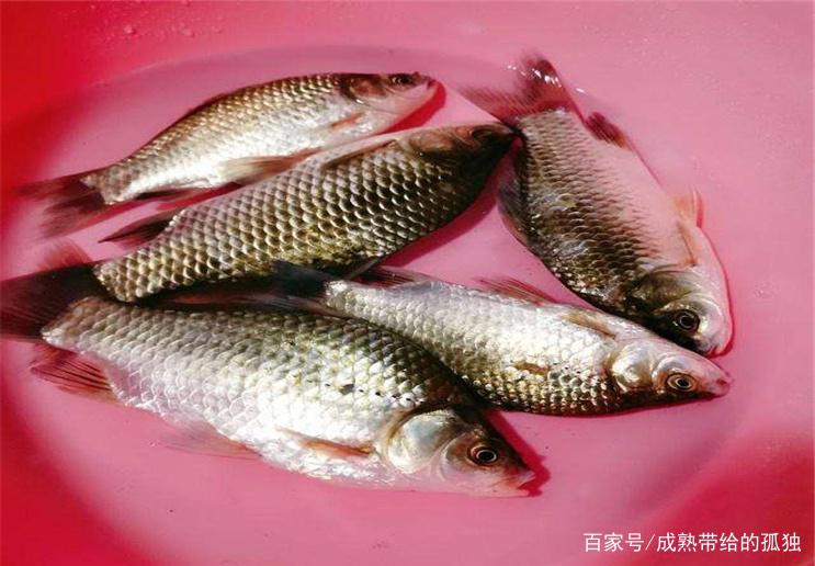 关于夏季野钓调漂，学会这些小技巧，可以让你轻松钓到鱼！