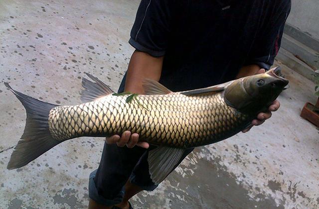 玉米饵用了20年，从未尝试过这种用法，鲫鱼鲤鱼草鱼鳊鱼都可以钓