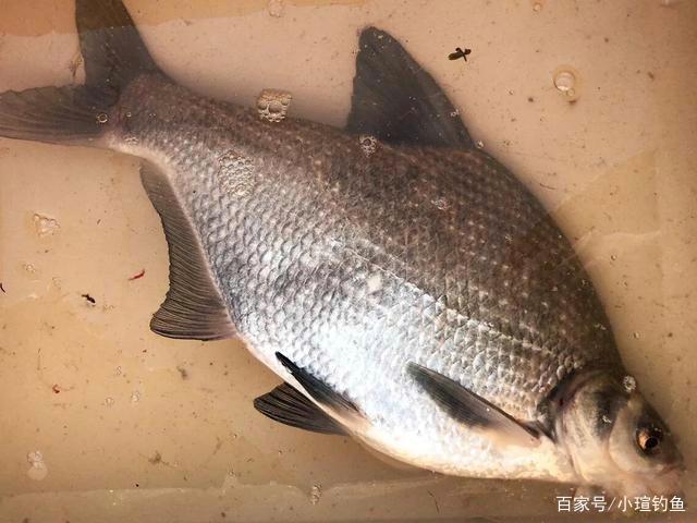 鳊鱼不会钓？了解习性和钓法，4种钓饵及窝料配方，看完秒懂