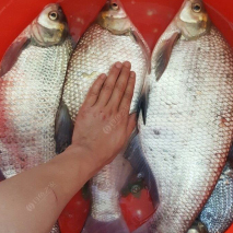 夏季不要跟鳊鱼对耗，真接拉上这三种钓法就成了！