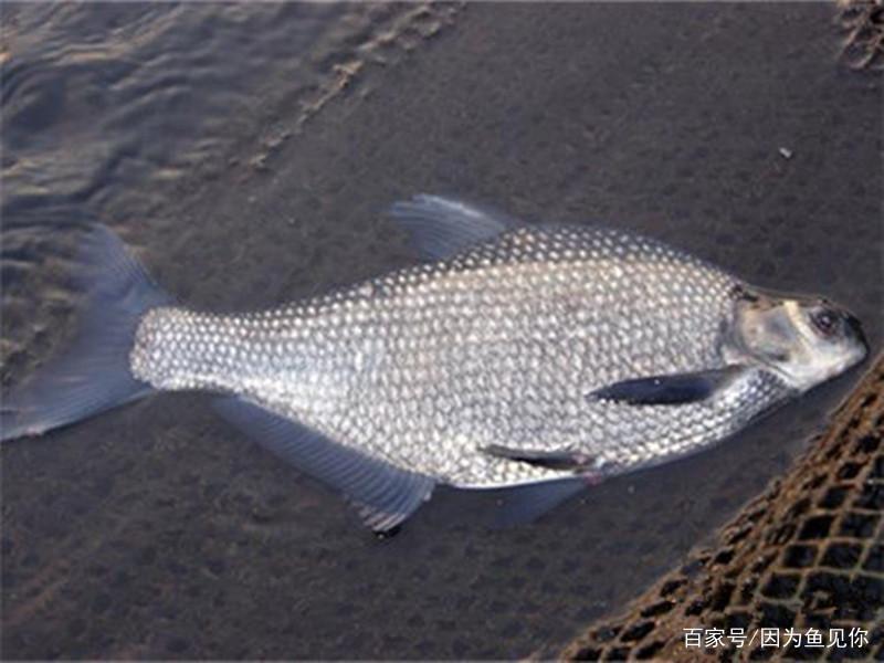 夏季水库钓鳊鱼的技巧，学会这几招，即可轻松爆护！