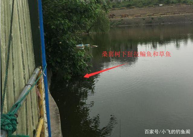 鳊鱼怎么钓更好？中秋过后采用这种钓法，鳊鱼大又肥