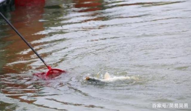 在野外垂钓鳊鱼，一定不要放过这些小技巧，会让你有很大收获的