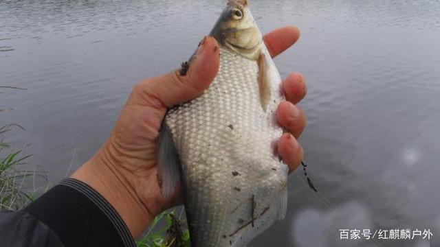 才饮长江水，又“钓”武昌鱼