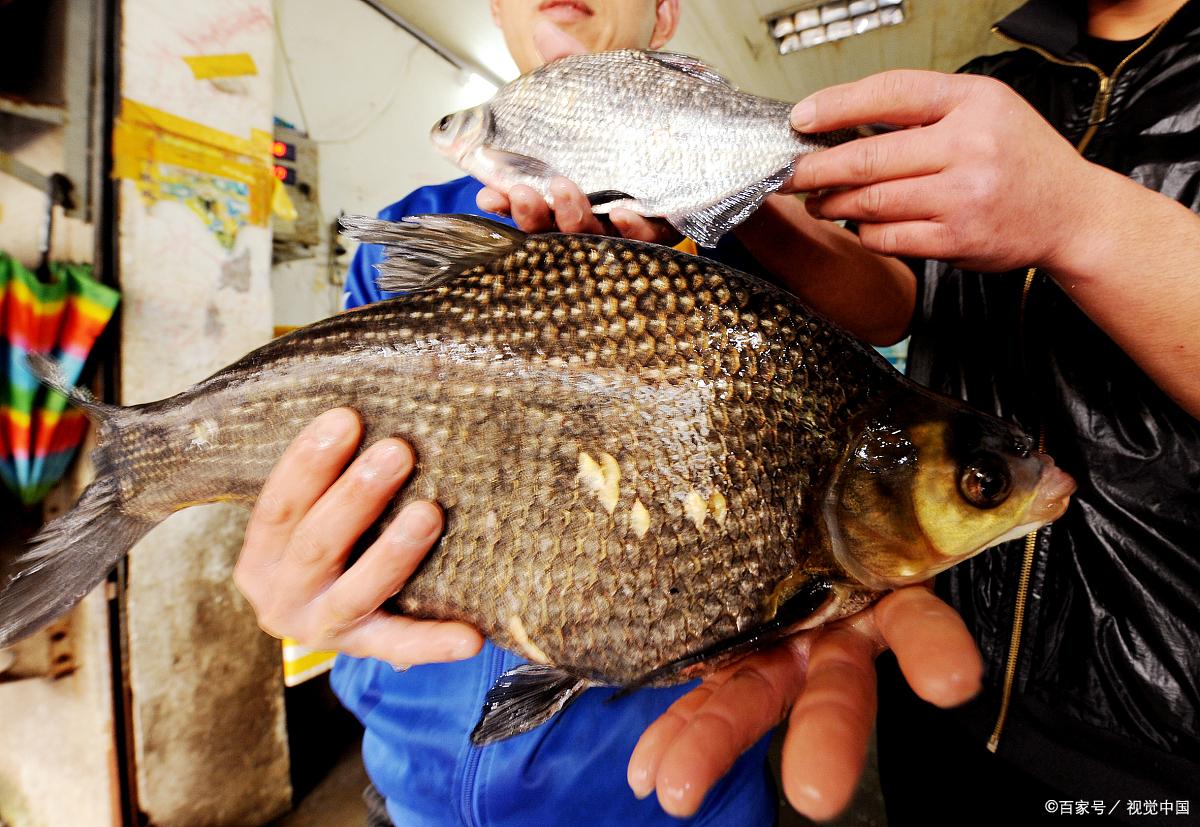 水库钓鳊鱼，这样选择饵料和钓法，让你鱼口不断，过足连竿瘾！