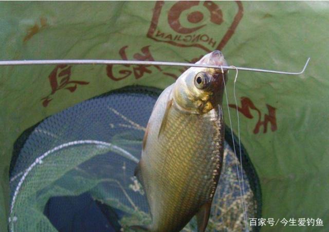 掌握了这些作钓技巧，在钓鳊鱼的时候，渔获一定会非常可观