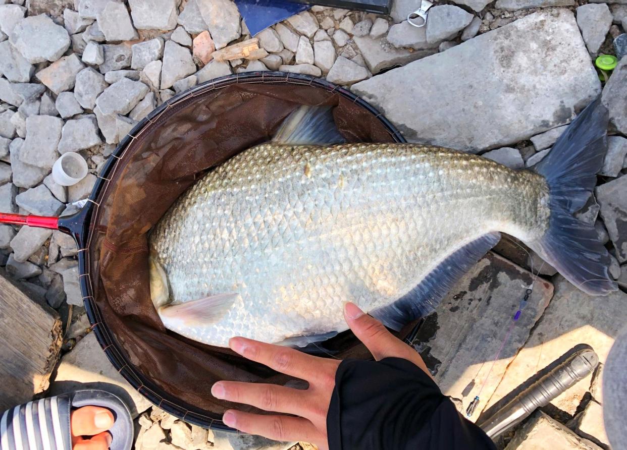 天一热，钓鳊鱼就用这两招！大“鳊”手到擒来